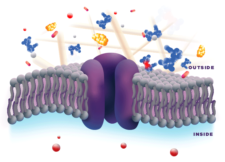 Animation: The meloxicam in ZYNRELEF is thought to allow more bupivacaine to penetrate nerve cell membrane.